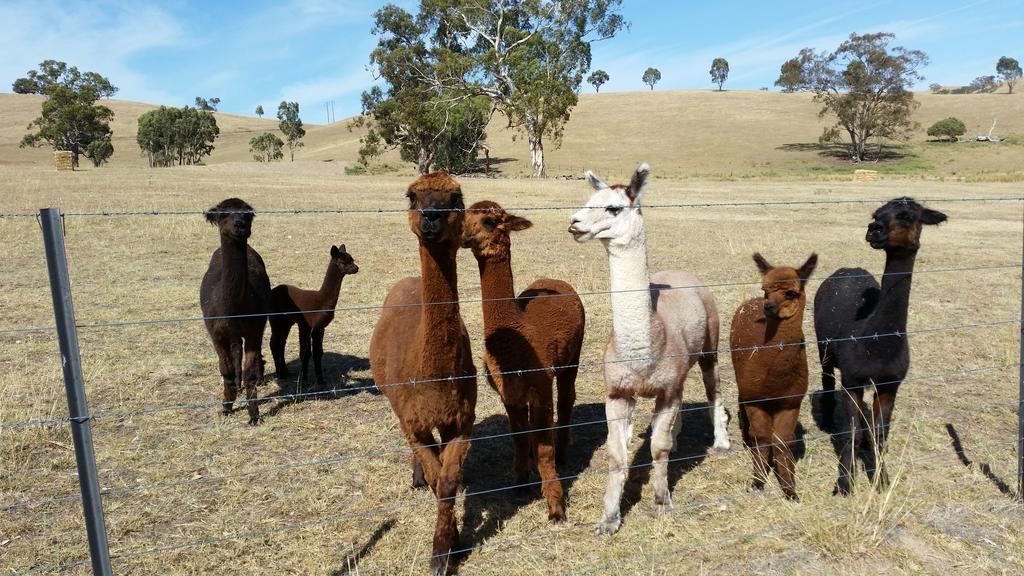 Hillview Farmstay Gundagai Ngoại thất bức ảnh