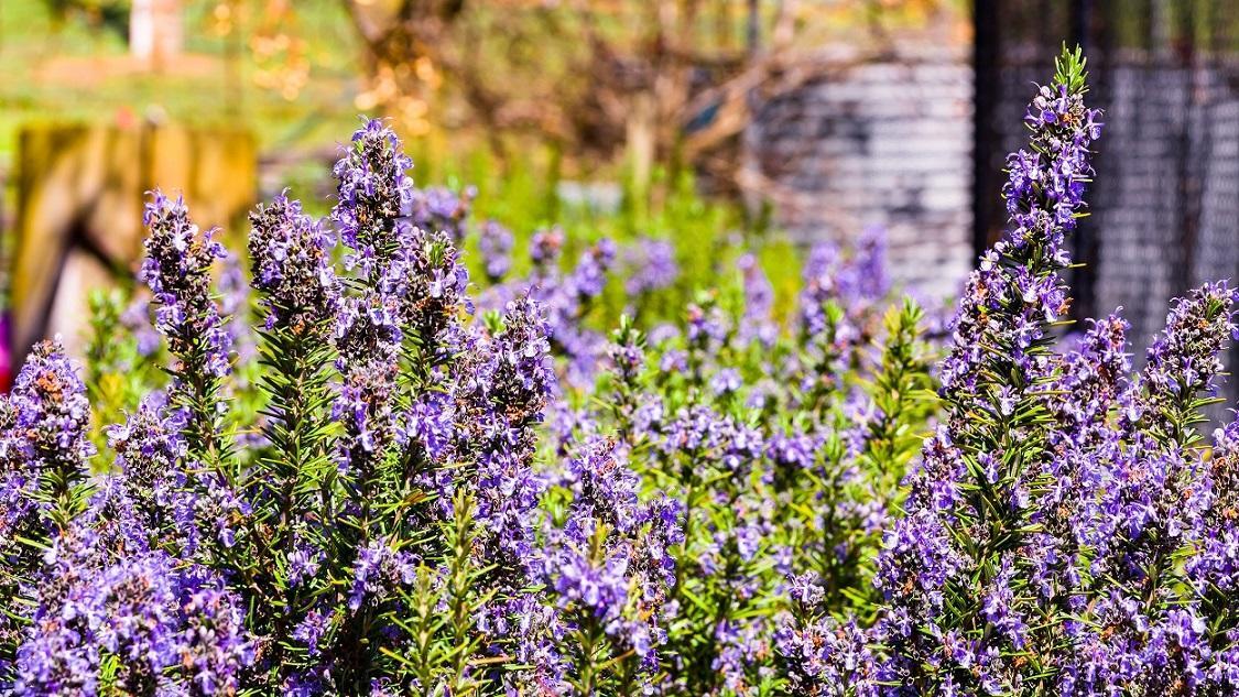 Hillview Farmstay Gundagai Ngoại thất bức ảnh