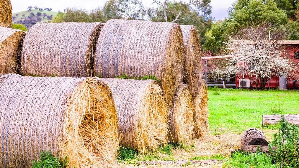Hillview Farmstay Gundagai Ngoại thất bức ảnh