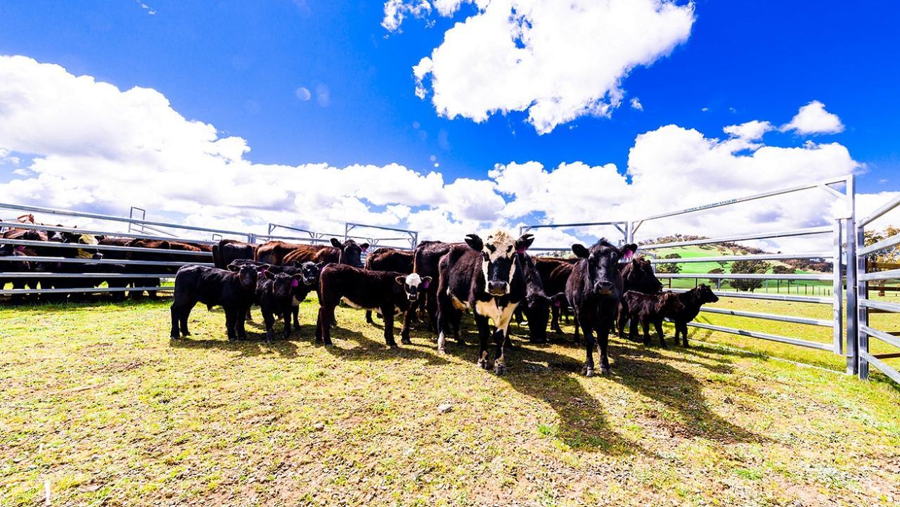 Hillview Farmstay Gundagai Ngoại thất bức ảnh